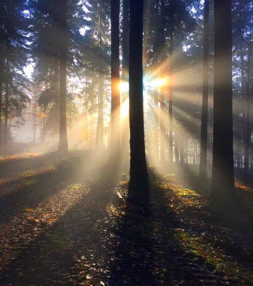 Mysterium Wald-small